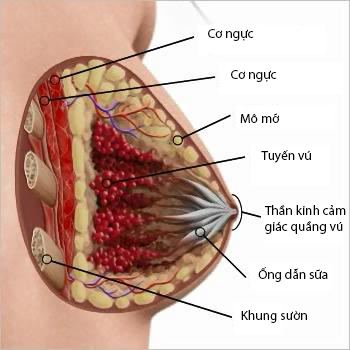 Vòng 1 như ý với phẫu thuật nâng ngực nội soi công nghệ Mỹ 4